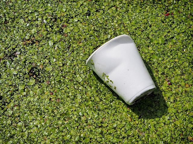 Discarded Polystyrene Cup
