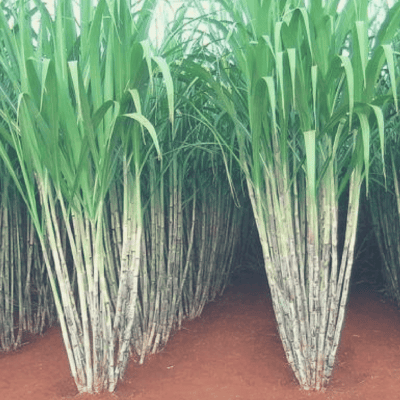 sugarcane